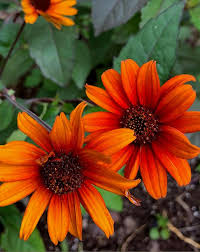 'Bleeding Hearts' False Sunflower