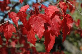 Amur Maple Shrub