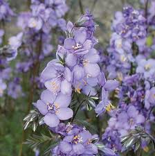 'Purple Rain' Jacob's Ladder