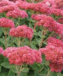 'Autumn Fire' Stonecrop