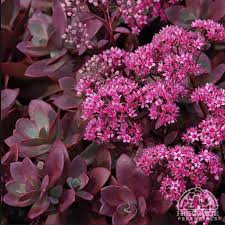 Sunsparkler 'Firecracker' Stonecrop