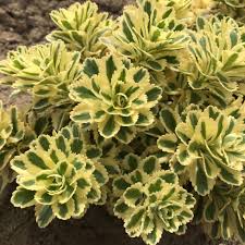 'Atlantis' Stonecrop
