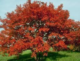 Amur Maple Shrub