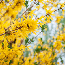 'Northern Gold' Forsythia
