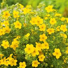 Potentilla - 'Goldfinger'