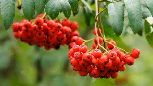 Russian Mountain Ash