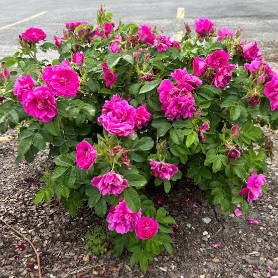 'Hansa' Rugosa Rose