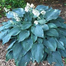 Hosta - 'Blue Angel'