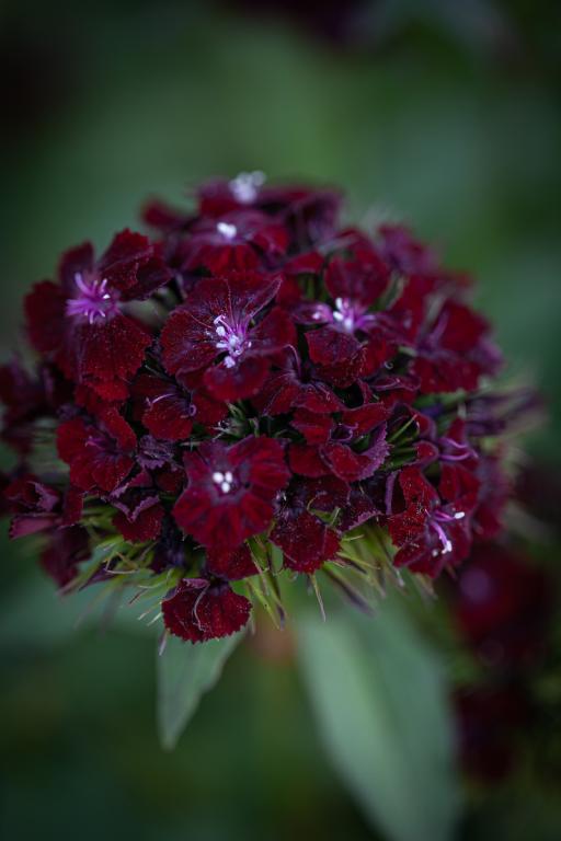 Dianthus 'Sooty' Pinks Carnation