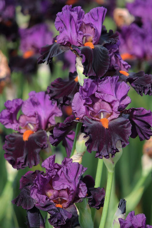 'Sharp Dressed Man' Bearded Iris