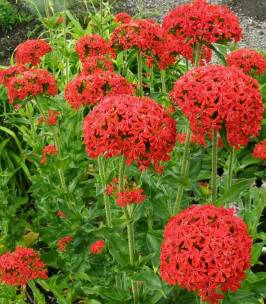 Maltese Cross
