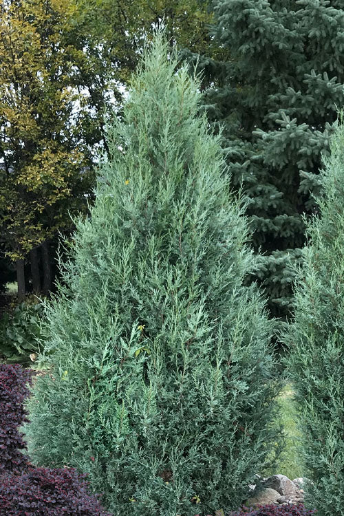 'Medora' Upright Juniper