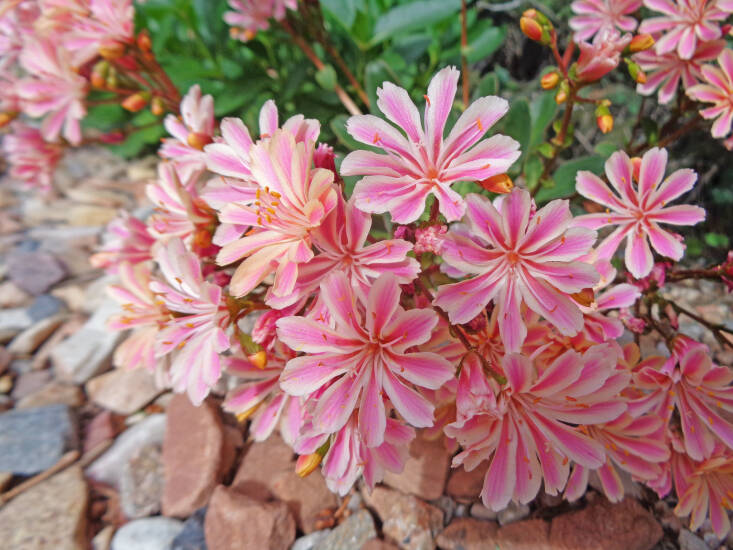 Rainbow Lewisia / Cliff Maids