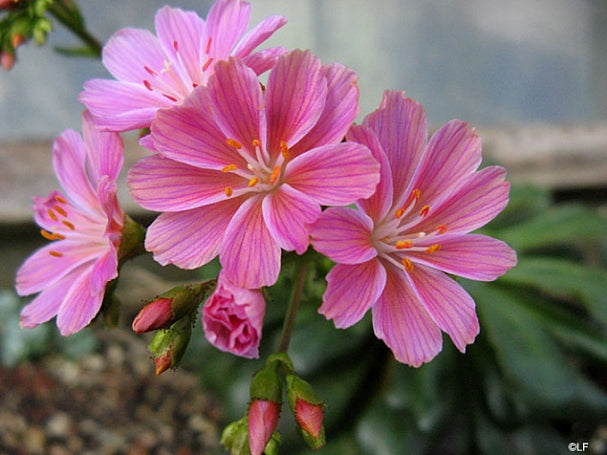 Rainbow Lewisia / Cliff Maids