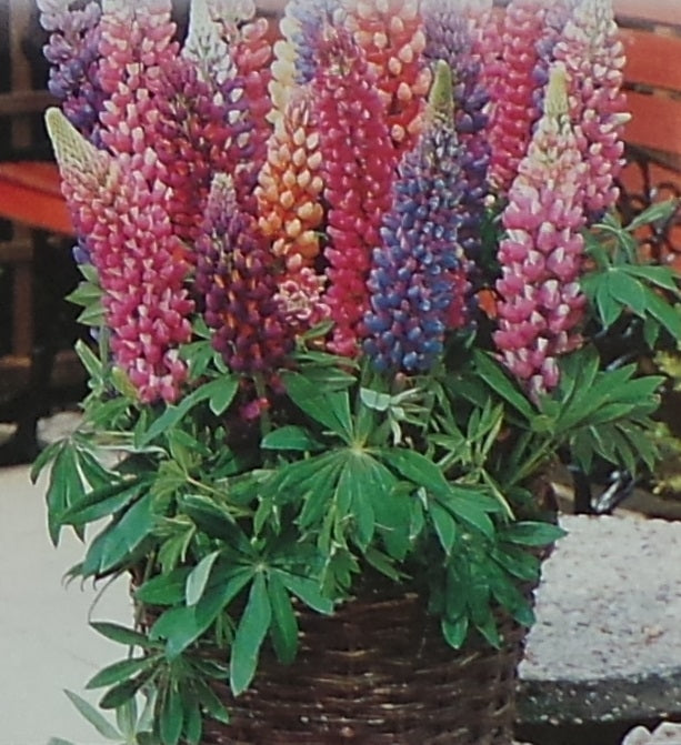 'Minarette' Lupin / Bluebonnet Mix
