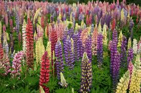'Minarette' Lupin / Bluebonnet Mix