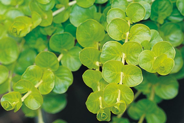 'Goldilocks' Creeping Jenny