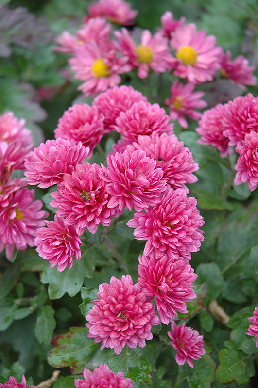 Chrysanthemum 'Morden Fiesta' Hardy Mum
