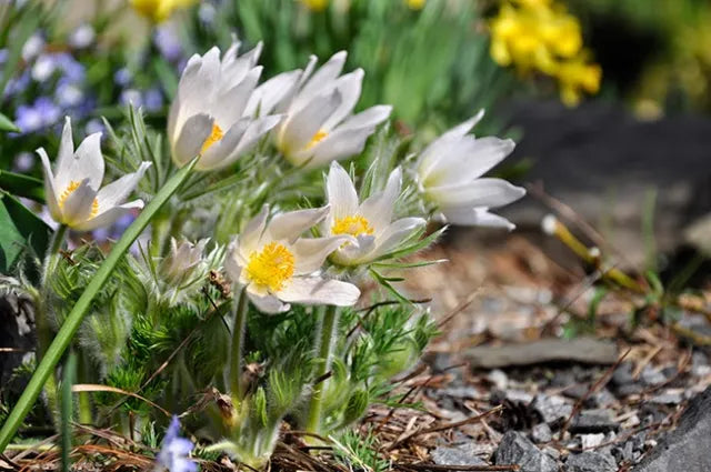 'Papageno' Pasque Flower / Crocus