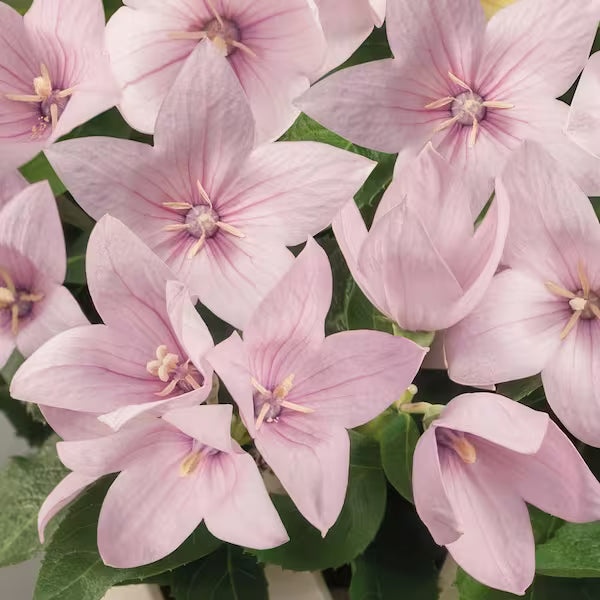 'Fuji Pink' Balloon Flower