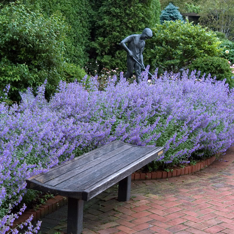 'Walker's Low' Catmint