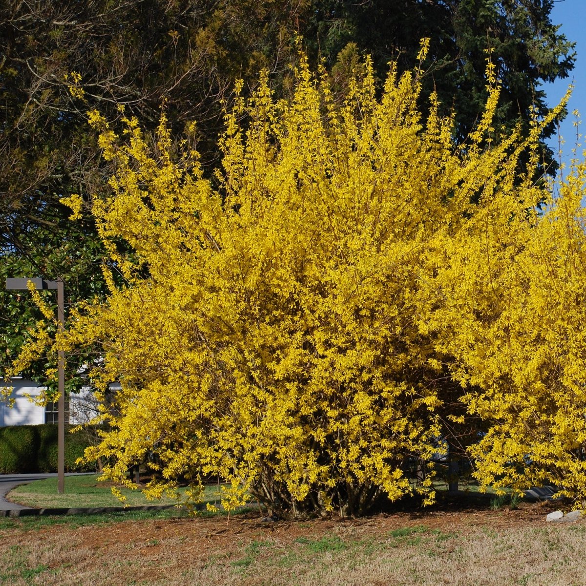 'Northern Gold' Forsythia