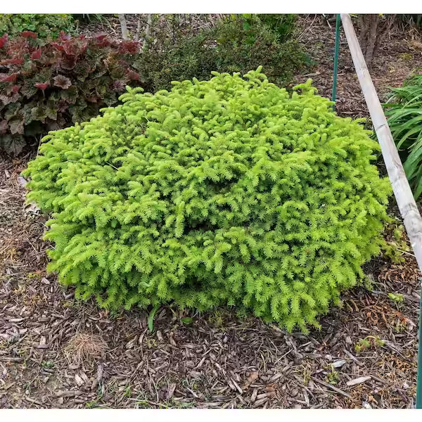 'Little Gem' Norway `Spruce