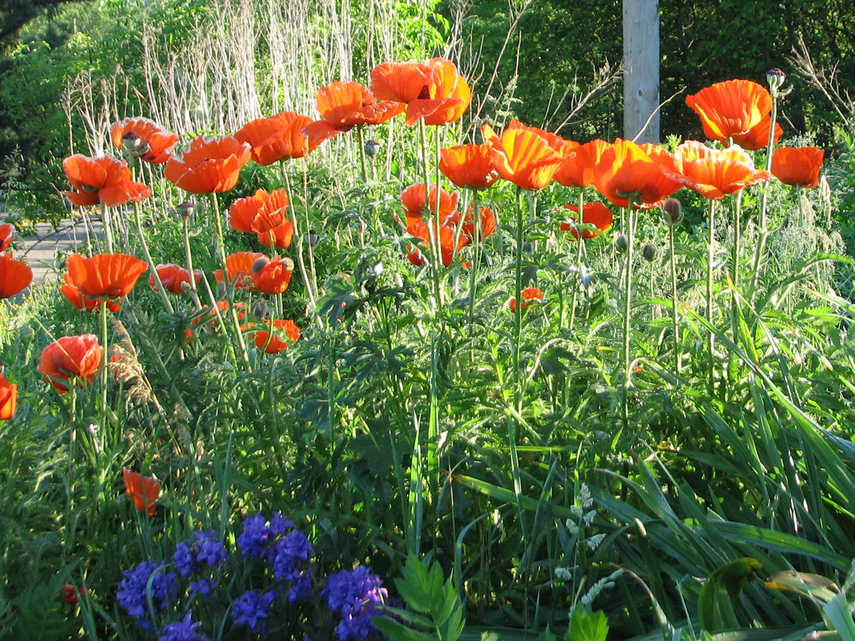 Oriental Poppy