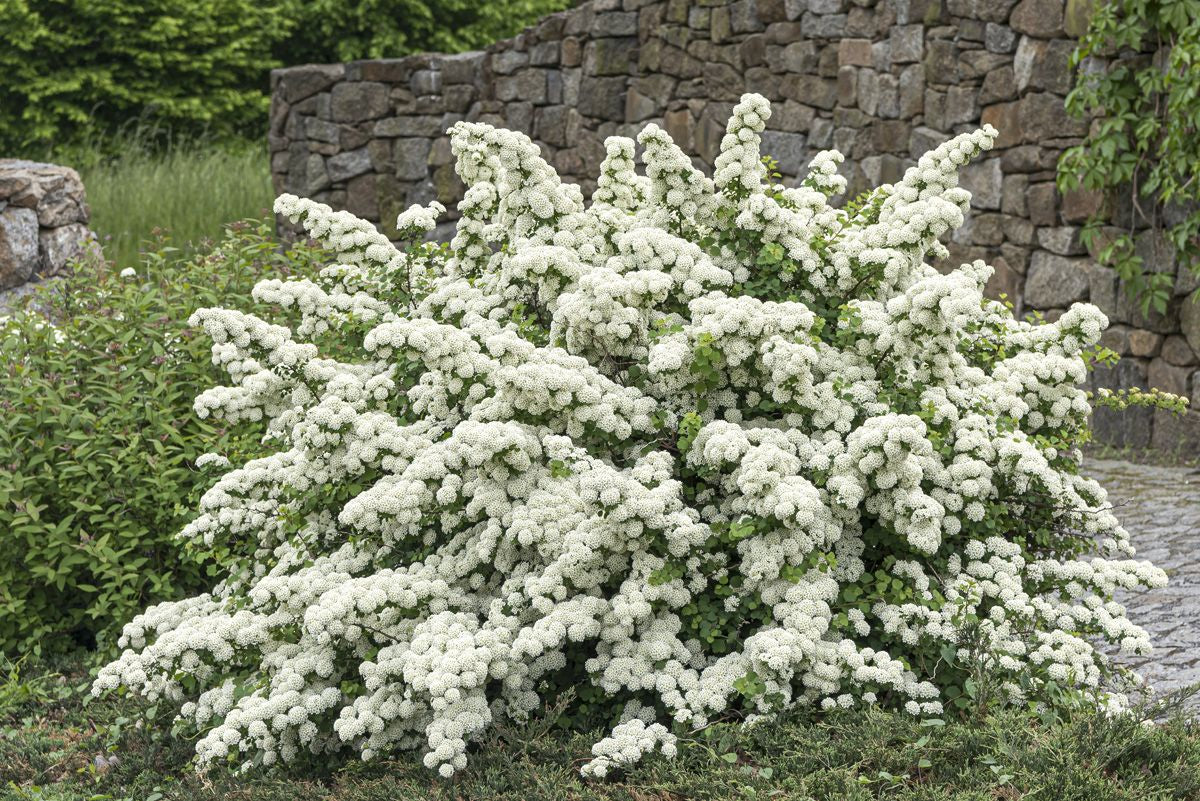 Spiraea 'Threelobed'