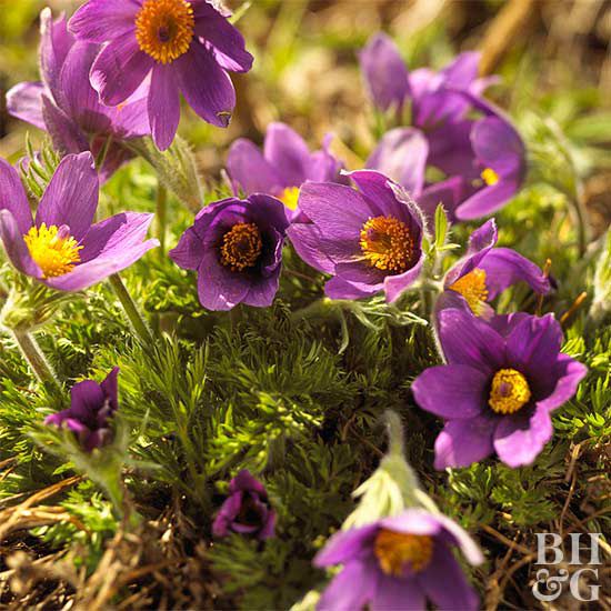 'Papageno' Pasque Flower / Crocus