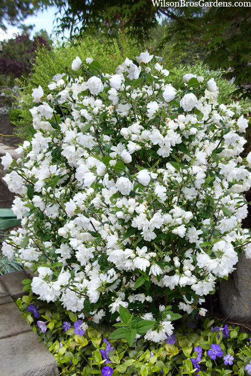 'Snowbelle' Mockorange