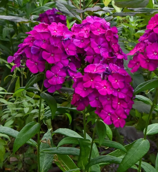 Flame Purple Garden Phlox