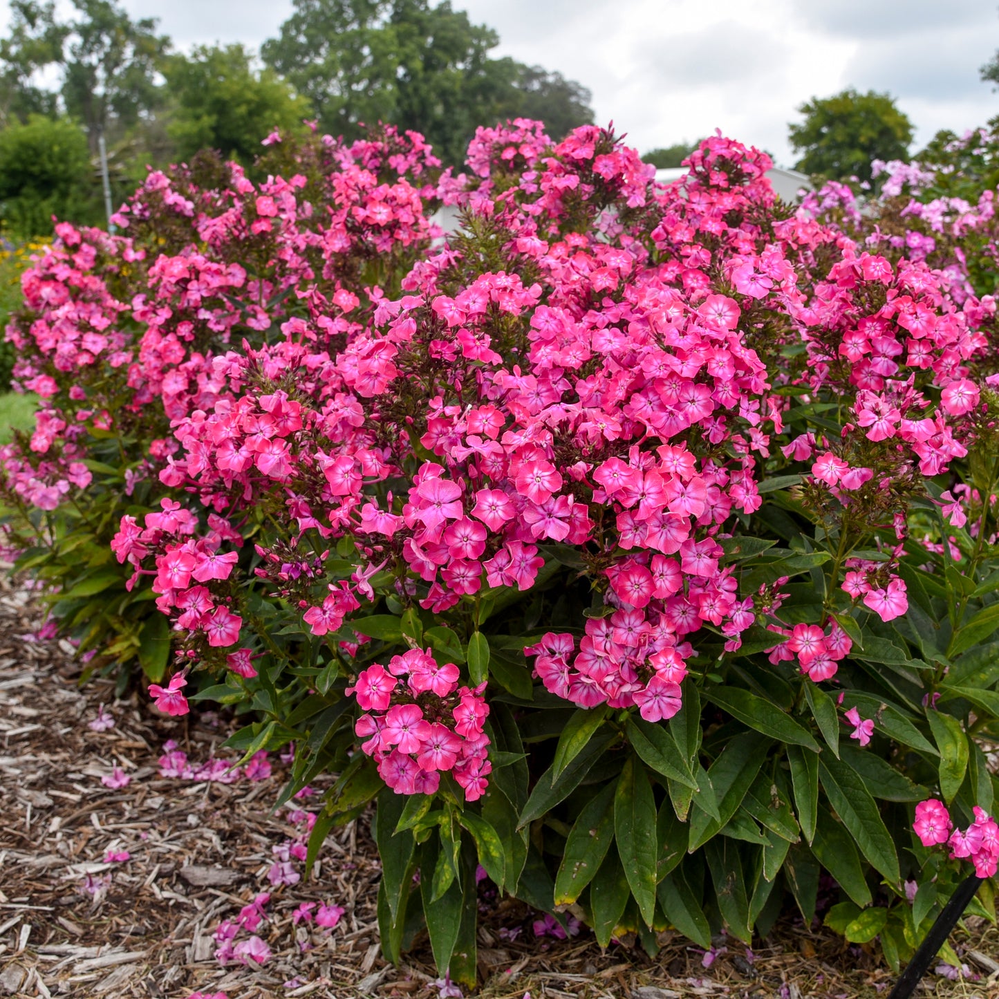 Flame Pink Garden Phlox