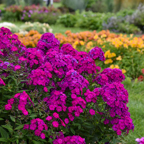 Flame Purple Garden Phlox