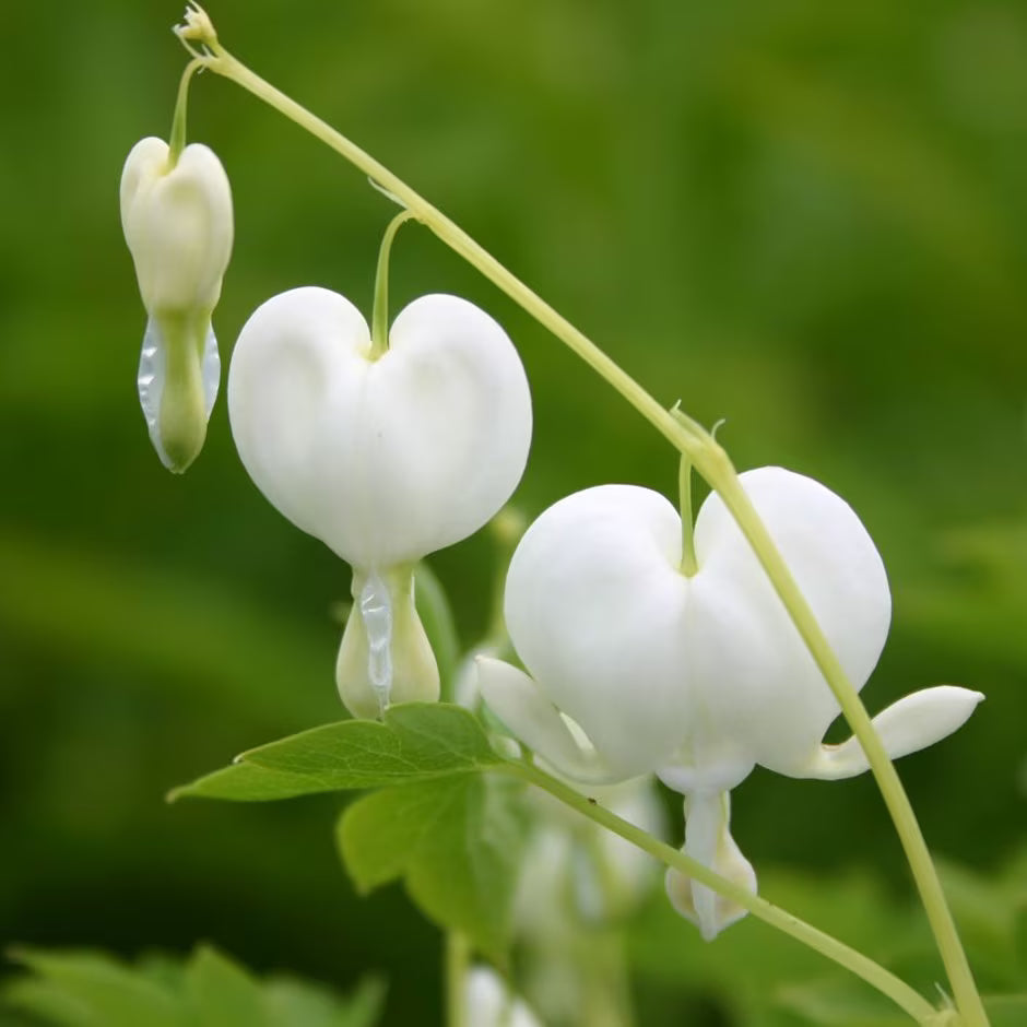 'Alba' Bleeding Heart White