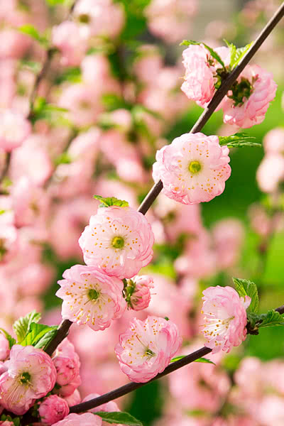 Double Flowering Plum
