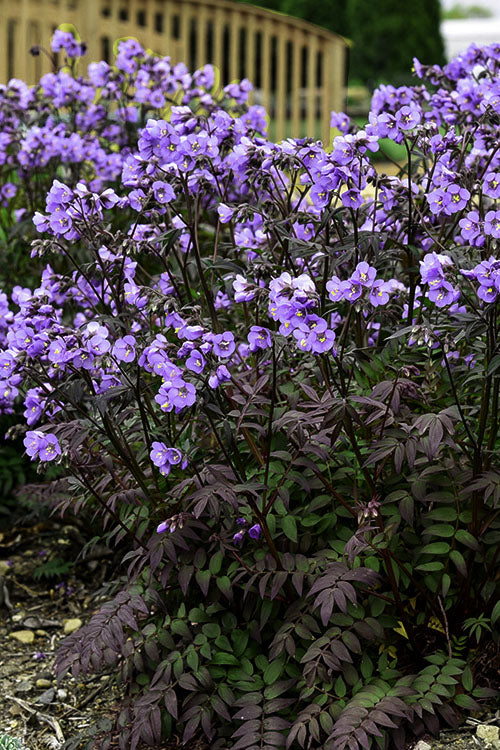 'Purple Rain' Jacob's Ladder