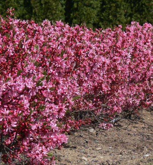Flowering Almond