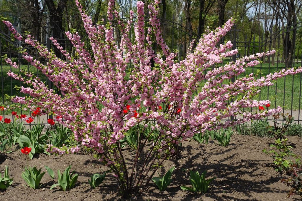 Flowering Almond