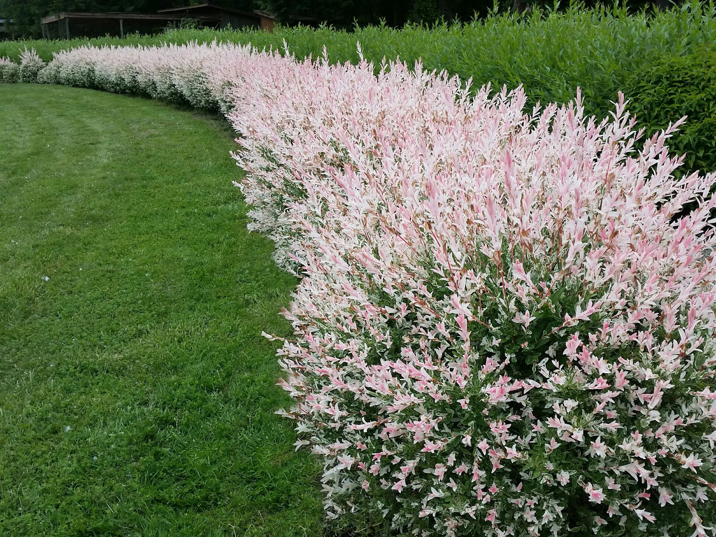 'Flamingo' Willow