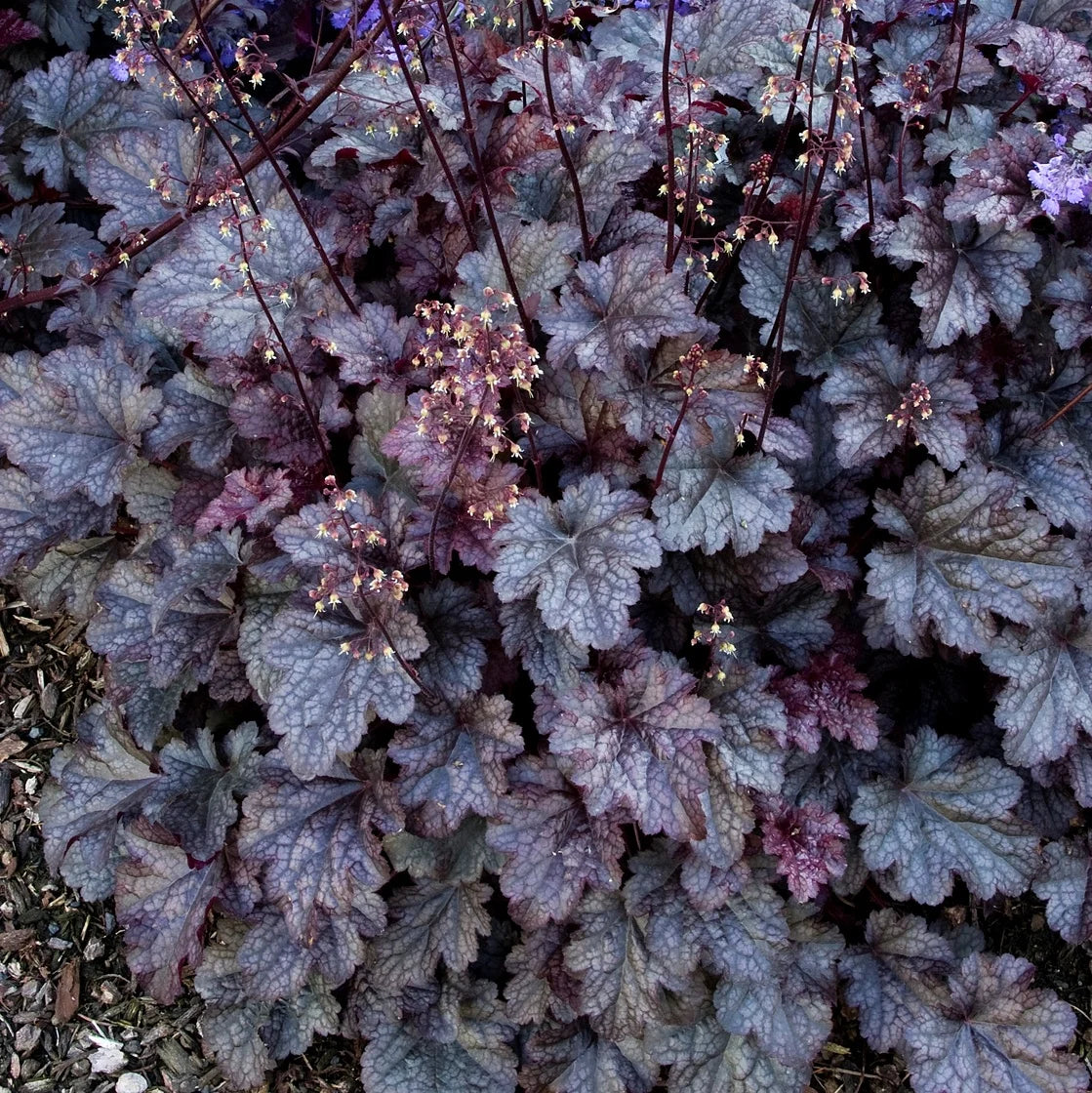 'Plum Pudding' Coral Bells