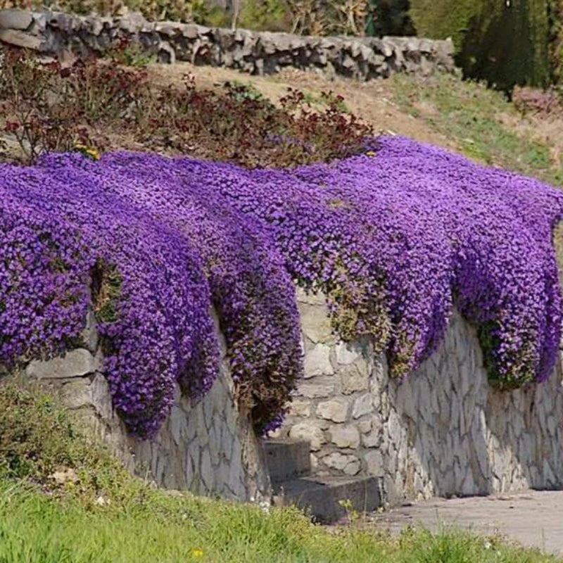 'Blue Carpet' Rockcress