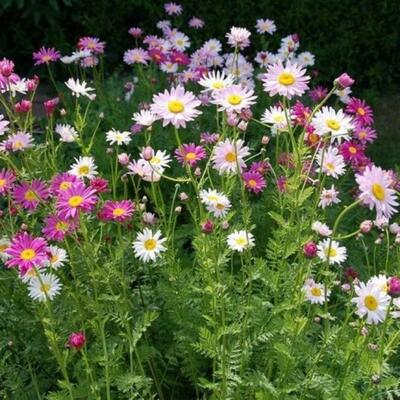 Robinson Hybrid Painted Daisy