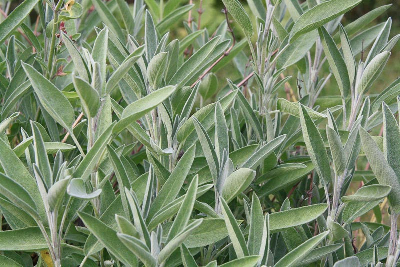 Common Sage