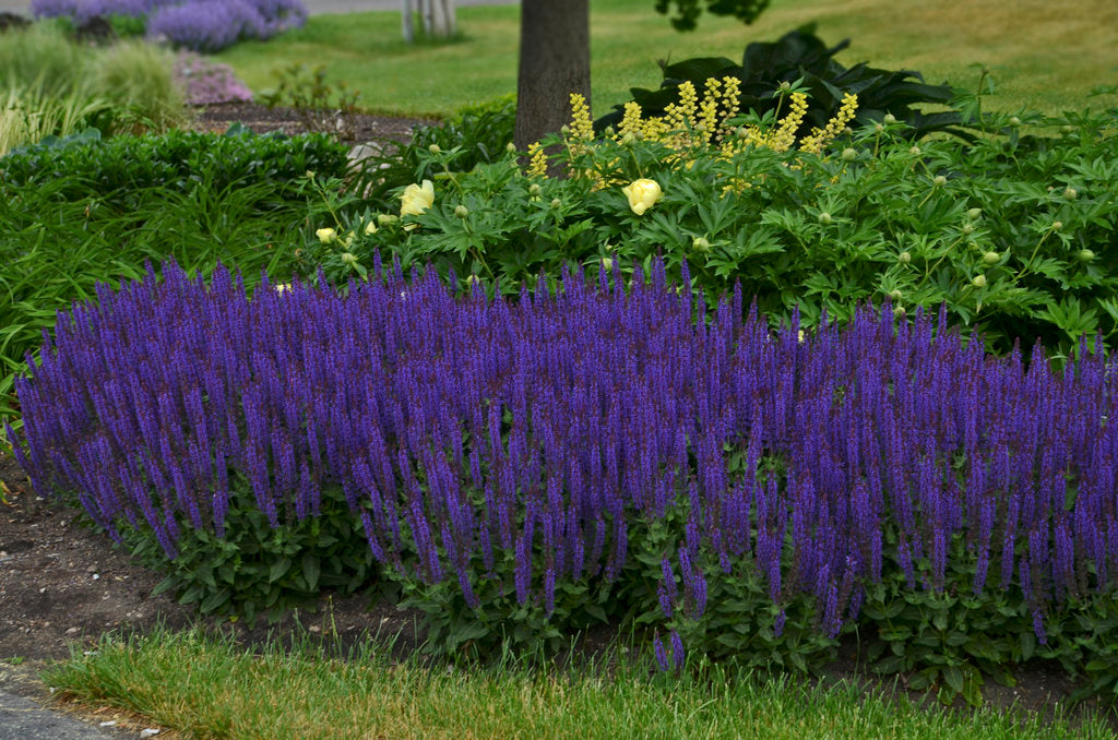 Salvia - 'Caradonna'