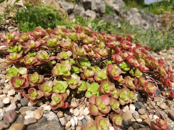 'Bronze Carpet' Stonecrop Groundcover