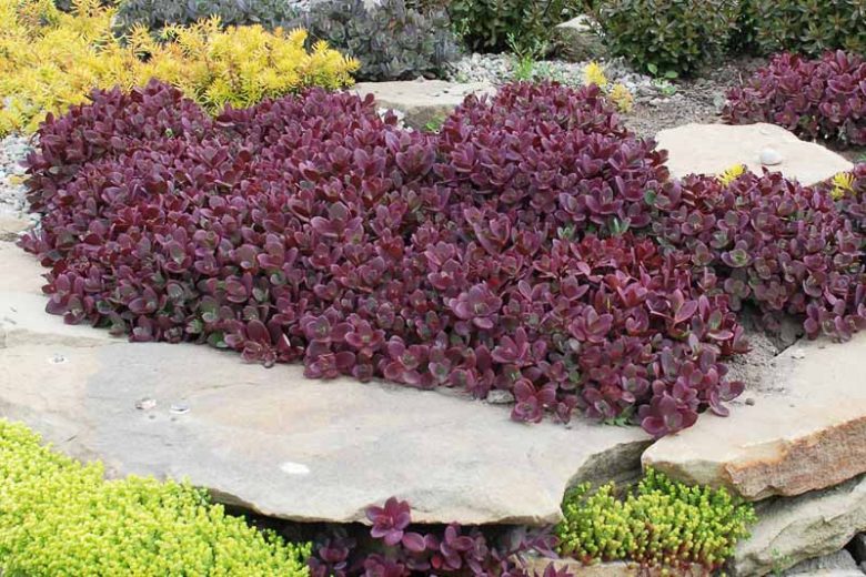 Sunsparkler 'Firecracker' Stonecrop