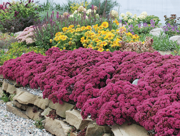 Sunsparkler 'Firecracker' Stonecrop