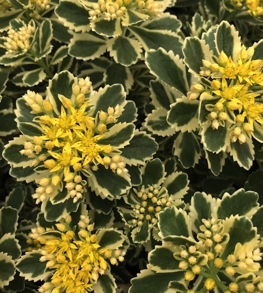 'Atlantis' Stonecrop