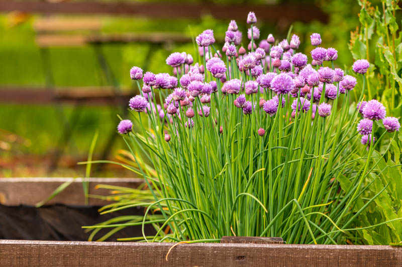 Garden Chives